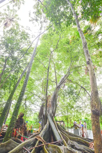 ประมวลภาพพิธีบวงสรวง ณ วังนาคินทร์คำชะโนด จังหวัดอุดรธานี ปี ๒๕๖๓