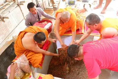 ประมวลภาพพิธีบรรจุมวลสารและยกองค์พระประธานขึ้นประดิษฐาน วัดจุฬามณี ปี ๒๕๖๖